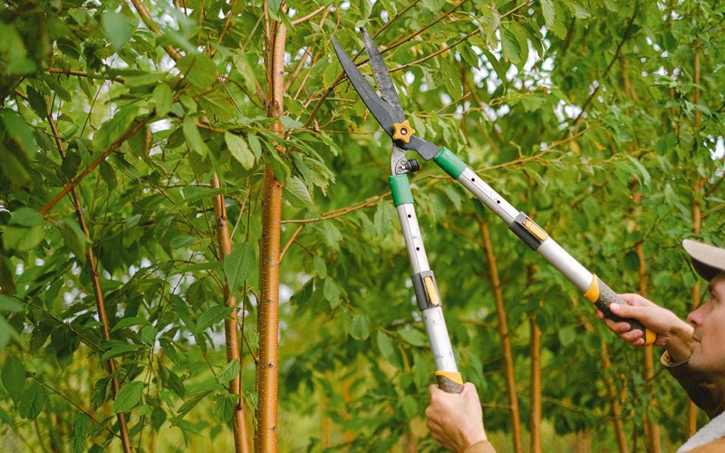 Tree trimming in Newell, IA